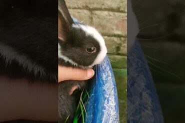 #rabbit #mycuterabbit #cuteanimal #bunny #cutebunny #cute #mybunny #cutepet #pets #babyanimal