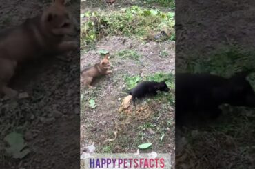 funny puppy's and cute rabbit. No matter how hard puppies try, they can't catch rabbits. #shorts