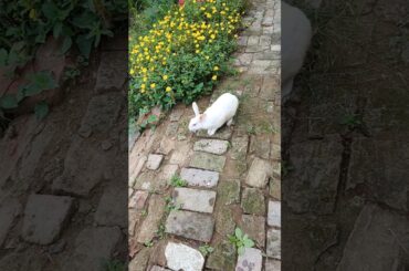 #rabbitplaying #rabbitfun #khargosh #bunny #viralvideo #smallpet #cute #babyrabbit #rabit #bunny