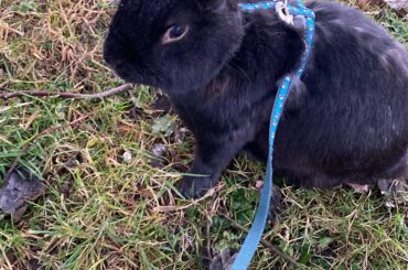 Im leaving my rabbit for a while