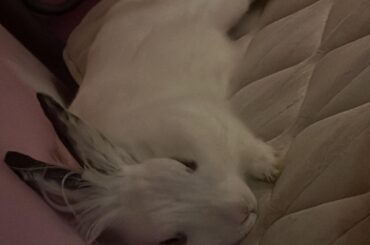Sleeping ❤️