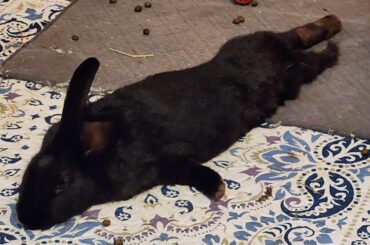 First sploot