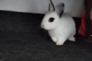 New addition to the family+
