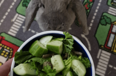 luna and her dinner