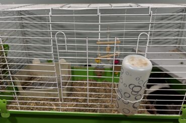 An update on Daisy