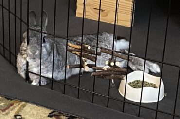 “Why yes, hooman, flopping with my face against my exercise pen is the HEIGHT of comfort”