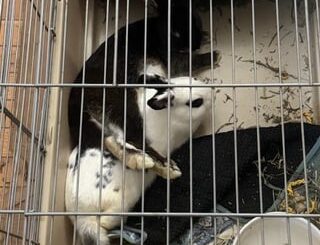 Liam Casually Draped Over His Brother Leggy.  And Leggy is Usually the Troublemaker!