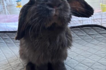 Re-homing a 1yr lop in the LA area (willing to travel up to 4 hours out)