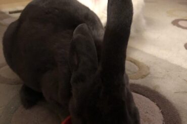 How come one ear suddently drops?