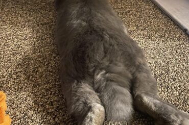 Cute blueberry got a sploosher