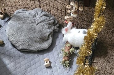 When you have birds and a bunny...it's so festive in here🎄
