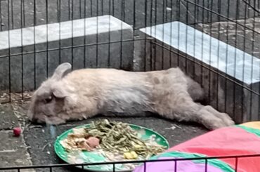Sleepy bun 🥰