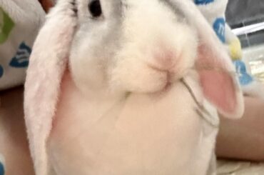 Didn’t know rabbits smiled 🥹