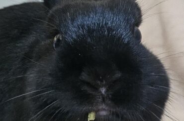 Why does my bunny looks like a mob boss?