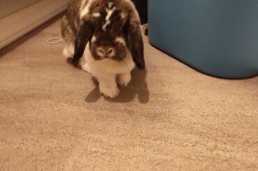 Finding a new home for our little bunbun
