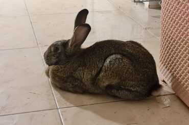 Rate the Phoenix loaf