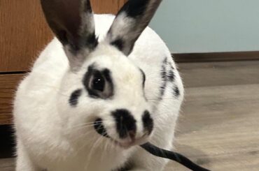 Rabbit steals my comb/hairsticks and hides them in her enclosure. Why? She doesn’t chew them.