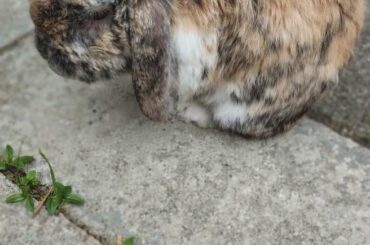 My little old man curlywurly