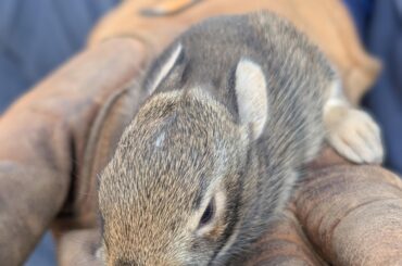 Help-I was doing yardwork and I noticed baby bunnies in a spot that I cut. The nest is in the middle of the yard and the babies are exposed.