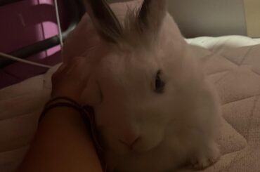 Bunny!