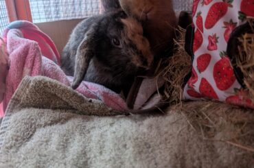 Rescue boys recovering well