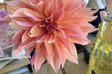Dahlia petals?