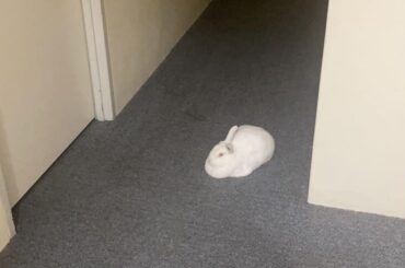Back Rooms Loaf