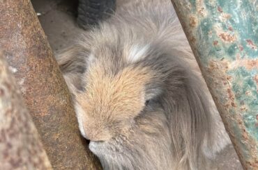loafed against the pole