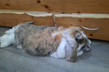 My caretakers lied and now I will lose my bunnies pt2.