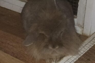 My bunny likes to rest with one ear up and one down, is this normal?