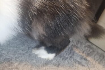 Bunny fur change concern