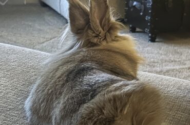 That Sploof!