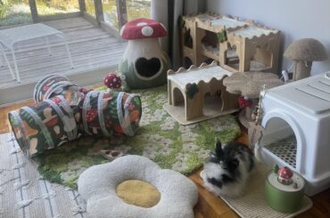 FREE (jerk) rabbit