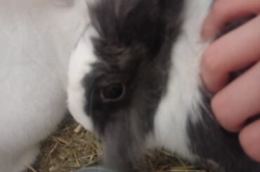 Remember the nibbler?