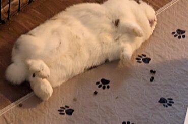 Is My Bunny OK?