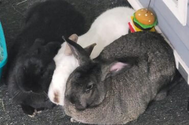 Of the joy to be the middle bun bun. Three bonded buns.