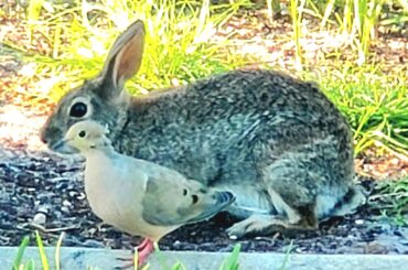 Momma bunny's new friend and update
