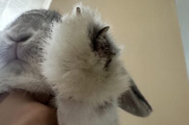 Is my bunnies toe broken??