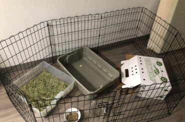 New bunny owner