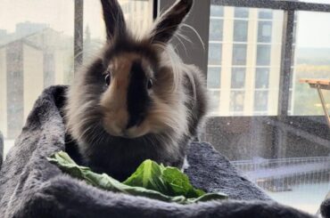No thoughts, just salad