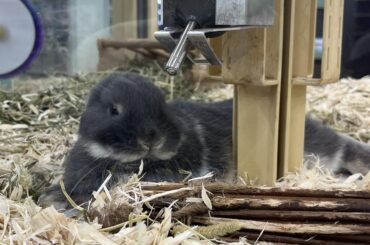 Anyone know what kind of bunny this is?