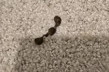 Is this Stasis poop?