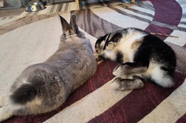 One grey bun. Not sure what the other one is.