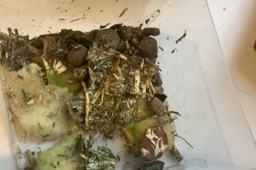 Is this a good meal for my three month old bunny?