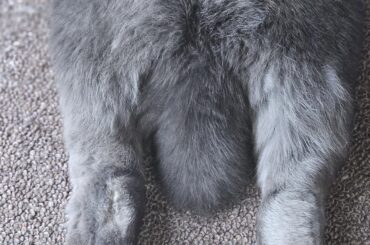 Bunny butts