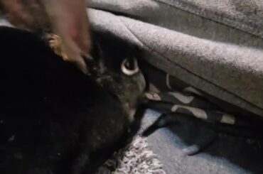 What is bun doing?