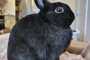 We jokingly call him the Lindt chocolate