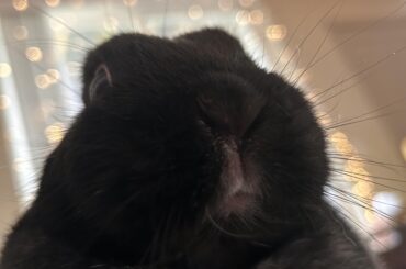 Any advice on how to easily move Miss Tiggles without causing trauma? How do I get her comfortable in her new place?