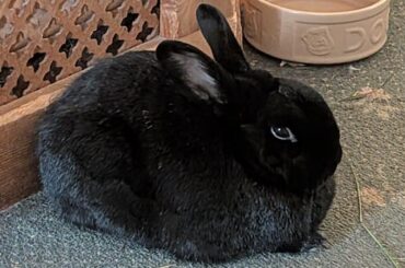 Martha is a burnt loaf.