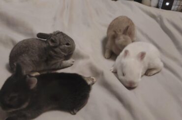 4 new bunnies 2 weeks